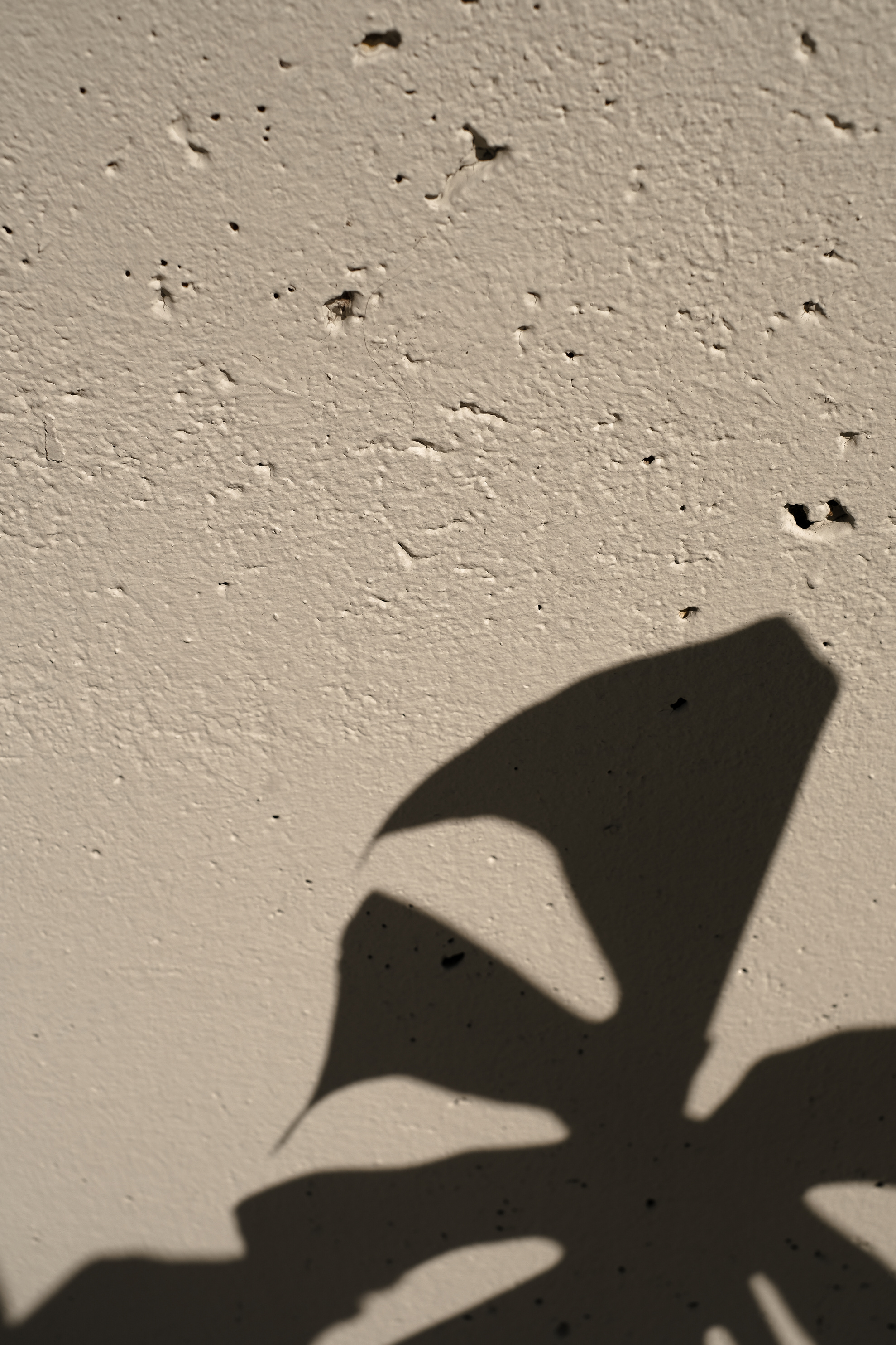 Plant Leaf Shadow on the Sand